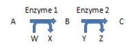 If Z = ATP formed via substrate level phosphorylation in the diagram below, which of the following compounds (represented by an uppercase letter)contains a high-energy bond?