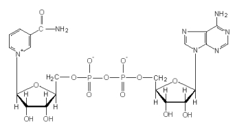 Identify the structure pictured below.  