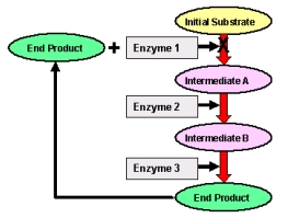 What type of metabolic control is described in the figure below?