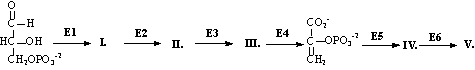 <strong>Consider the following portion of the glycolytic sequence catalyzed by the enzymes above the arrows.Which products(s)will produce ATP?  </strong> A)I, IV B)II, IV C)II only D)III, IV E)IV only <div style=padding-top: 35px> 