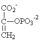 <strong>Which of the following compounds contains a high-energy bond and is used to produce ATP by substrate-level phosphorylation in glycolysis?</strong> A)   B)   C)   D)   E)   <div style=padding-top: 35px> 