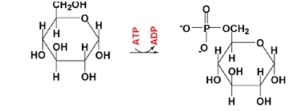 <strong>Select the enzyme from the list which would catalyze the reaction shown below.  </strong> A)hexokinase (HK) B)pyruvate kinease (PK) C)enolase D)phosphoglucomutase (PGM) E)G3P dehydrogenase (G3PDH) <div style=padding-top: 35px> 