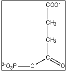  <strong>Which of the following enzymes catalyzes a reaction with the pictured compound as an intermediate?  </strong> A)( \alpha -ketoglutarate dehydrogenase) B)succinyl-CoA synthetase C)succinate dehydrogenase D)fumarase E)malate dehydrogenase <div style=padding-top: 35px>  