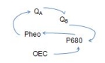 <strong>Which of the following correctly represents the Q cycle? (Note: Portions are omitted for simplicity)</strong> A)   B)   C)   D)   E)   <div style=padding-top: 35px> 