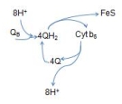 <strong>Which of the following correctly represents the Q cycle? (Note: Portions are omitted for simplicity)</strong> A)   B)   C)   D)   E)   <div style=padding-top: 35px> 
