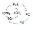 <strong>Which of the following correctly represents the Q cycle? (Note: Portions are omitted for simplicity)</strong> A)   B)   C)   D)   E)   <div style=padding-top: 35px> 