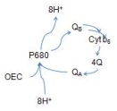 <strong>Which of the following correctly represents the Q cycle? (Note: Portions are omitted for simplicity)</strong> A)   B)   C)   D)   E)   <div style=padding-top: 35px> 