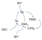 <strong>Which of the following correctly represents the Q cycle? (Note: Portions are omitted for simplicity)</strong> A)   B)   C)   D)   E)   <div style=padding-top: 35px> 