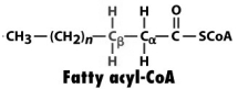 <strong>Considering the figure below, what compound would be formed by action of acyl-CoA dehydrogenase? </strong> A) B) C) D) E)