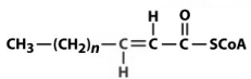 <strong>Considering the figure below, what compound would be formed by action of acyl-CoA dehydrogenase? </strong> A) B) C) D) E)