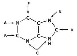 <strong>Ribonecleotides   Using the diagram above, answer questions .C may be used to represent either or both of the atoms labeled C. Formate contributes to the ring at position _____.</strong> A)A B)B C)D D)B, D E)F <div style=padding-top: 35px> 