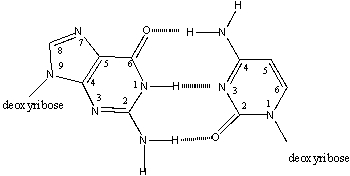 <strong>Which atoms, or groups attached to them, face into the major groove of B- DNA?  </strong> A)purine 1 & 2; pyrimidine 2 & 3 B)purine 2 & 3; pyrimidine 2 C)purine 8 & 9; pyrimidine 1 & 6 D)purine 6 & 7; pyrimidine 4 & 5 E)purine 6 & 7; pyrimidine 2 <div style=padding-top: 35px> 