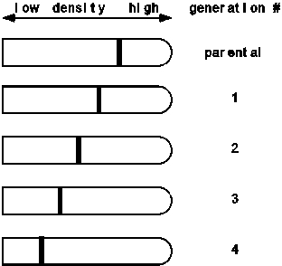 <strong>Suppose Meselson & Stahl had observed the following data in their famous experiment involving a switch from medium containing 15N to 14N.What would they have concluded about the nature of DNA replication?  </strong> A)They still would have concluded that DNA replication is semiconservative. B)They would have concluded that DNA replication is conservative. C)They would have concluded that DNA replication is dispersive/random. D)None of the above is correct. E)Cannot be determined with the information given. <div style=padding-top: 35px> 