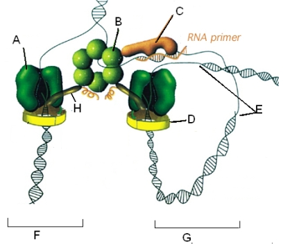 <strong>Use the following diagram to complete the sentences below    ______ is the enzyme which catalyzes phosphodiester bond formation on both strands.Processivity of DNA pol is increased when associated with ____.DNA untwisting is accomplished by ______.</strong> A)A, C, B B)A, B, C C)B, C, A D)A, D, B E)A, E, B <div style=padding-top: 35px> 