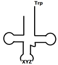 <strong>Based on the structure shown below, which of the following correctly represents the sequence that would be present at the XYZ position?  </strong> A)UGG B)TGG C)ACC D)Cannot be determined from the given data. E)None of the above is the correct sequence. <div style=padding-top: 35px> 