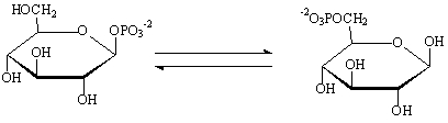 <strong>Which statement is TRUE concerning the metabolic reaction shown below?  </strong> A)The enzyme that catalyzes this reaction is called a mutase. B)The enzyme that catalyzes this reaction is called a kinase. C)This reaction requires the free energy of ATP hydrolysis. D)This reaction requires multiple steps catalyzed by a phosphorylase and a mutase. E)The oxidation level of glucose-1-phosphate is higher than that of glucose-6-phosphate. <div style=padding-top: 35px> 