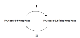 <strong>The diagram represents a substrate cycle in glucose metabolism.Which of the following statements about the cycle is true?  </strong> A)Reactions I & II are catalyzed by the same enzyme and help establish equilibrium between the two metabolites. B)Reaction II produces ATP by substrate-level phosphorylation. C)Reaction II is catalyzed by an allosteric enzyme that is inhibited by fructose-2-6-bisphosphate. D)Reaction I is involved in the biosynthesis of glucose. E)Reaction II occurs under low-energy conditions when the cell needs ATP. <div style=padding-top: 35px> 