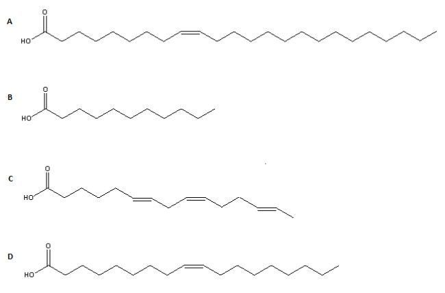 <strong>Considering the characteristics of common fatty acids found in animals described in the text,which of the structures shown below would you consider the most rare fatty acid if found in animals? </strong> A)Structure A B)Structure B C)Structure C D)Structure D E)All structures would be equally rare.