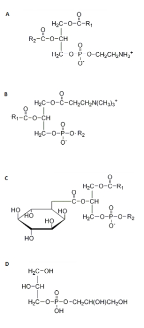 <strong>Which of the following structures correctly represents a glycerophospholipid? </strong> A)Structure A B)Structure B C)Structure C D)Structure D E)None of the above
