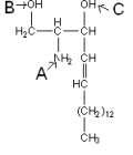 <strong>Which of the following points to the correct location of attachment for a fatty acid which would yield a ceramide? </strong> A)Location A B)Location B C)Location C D)Location B or C E)The correct location is not shown