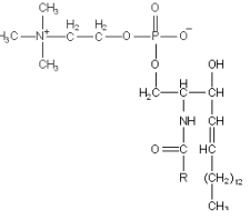 <strong>Identify the compound below: </strong> A)a glycerolphospholipid B)sphingosine C)ceramide D)spingomylelin E)ganglioside