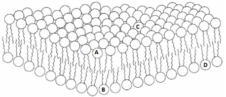 <strong>Use the diagram below to answer the following question.The enzyme flipase would catalyze which of the following types of reactions? </strong> A)Exchange of a phospholipid in position A for a cholesterol in position A. B)Exchange for a lipid in position A for a lipid in position B. C)Exchange for a phospholipid in position A with a phospholipid in position C. D)Exchange for a lipid in position B for a lipid in position D. E)Exchange for a glycerolphospholipid in position A for a spingolipid in position C.
