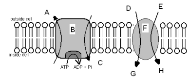 <strong>Based on the diagram below,which of the following statements is TRUE? </strong> A)F requires ATP directly B)B is an example of symport C)B is gradient driven D)B requires ATP directly E)None of the above are true