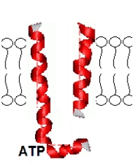 <strong>Based on the figure below,this system represents _______. </strong> A)primary active transport B)passive transport C)nonmediated transport D)secondary active transport E)A and D