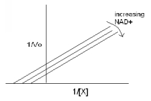 <strong>Enzyme E is responsible for conversion of substrate X to product U.As a result of this conversion electrons are transported to a coenzyme (FAD)within Enzyme E.In order for the reaction to be completed,a second substrate NAD<sup>+</sup> must also bind Enzyme E and collect stored electrons (which converts it to product,NADH).The graph below shows the data while varying X,with fixed concentrations of NAD<sup>+</sup>.What type of multi-substrate mechanism does enzyme E utilize? Substrates: X NAD<sup>+</sup> \downarrow\downarrow Products: U NADH</strong> A)sequential - Ordered B)sequential - Random C)simultaneous addition D)Ping Pong E)Sequential but the data cannot differentiate between ordered and random.