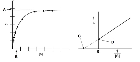 <strong>Based on the figures below,which of the following expressions would be correct? </strong> A)V<sub>max</sub> = 1/B B)C = 1/ V<sub>max</sub> C)D= V<sub>max</sub> D)D = 1/ V<sub>max</sub> E)A = 1/ V<sub>max</sub>