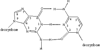 <strong>Which atoms,or groups attached to them,face into the minor groove of B-DNA? </strong> A)purine 1 & 2;pyrimidine 2 & 3 B)purine 2 & 3;pyrimidine 2 C)purine 8 & 9;pyrimidine 1 & 6 D)purine 6 & 7;pyrimidine 4 & 5 E)purine 6 & 7;pyrimidine 2