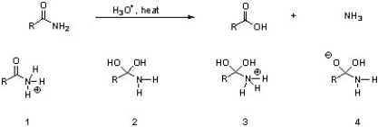 <strong>Which of the following are intermediates in the acid hydrolysis of an amide?  </strong> A) 1 B) 2 C) 2 & 3 D) 4 E) 1, 2, & 3 <div style=padding-top: 35px> 