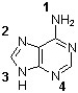 Which of the following nitrogens of adenine connects to ribose to form a nucleoside?