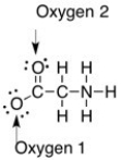 <strong>The formal charge on the oxygens in the compound below are ________. </strong> A) Oxygen 1: 0, Oxygen 2: 0 B) Oxygen 1: -1, Oxygen 2: 0 C) Oxygen 1: 0, Oxygen 2: -1 D) Oxygen 1: +1, Oxygen 2: 0 E) Oxygen 1: -1, Oxygen 2: -1