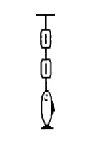 <strong>FIGURE 6-4 A 16-kg fish is weighed with two spring scales, each of negligible weight, as shown in Figure 6-4. What will be the readings on the scales?</strong> A) The bottom scale will read 16 kg, and the top scale will read zero. B) The sum of the two readings will be 32 kg. C) The top scale will read 16 kg, and the bottom scale will read zero. D) Each scale will show a reading greater than zero and less than 16 kg, but the sum of the two readings will be 16 kg. E) Each scale will read 8 kg.