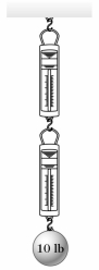 <strong>In the figure,a 10-lb weight is suspended from two spring scales,each of which has negligible weight.Which one of the following statements about the readings in the scales is true? </strong> A)Each scale will read 5 lb. B)The top scale will read zero,the lower scale will read 10 lb. C)The lower scale will read zero,the top scale will read 10 lb. D)Each scale will show a reading between one and 10 lb,such that the sum of the two is 10 lb.However,exact readings cannot be determined without more information. E)None of these is true.