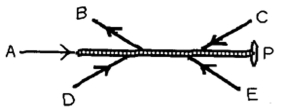 <strong>Five forces act on a rod that is free to pivot at point P,as shown in the figure.Which of these forces is producing a counter-clockwise torque about point P? (There could be more than one correct choice. ) </strong> A)force A B)force B C)force C D)force D E)force E