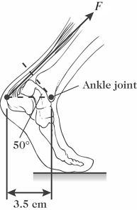 <strong>The figure shows a person's foot.In that figure,the Achilles tendon exerts a force of magnitude F = 720 N.What is the magnitude of the torque that this force produces about the ankle joint? </strong> A)12 N ∙ m B)16 N ∙ m C)21 N ∙ m D)26 N ∙ m E)36 N ∙ m
