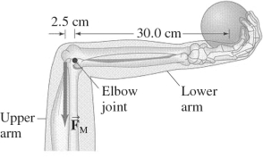 <strong>An athlete holds a 7.5-kg shot put in his hand with his lower arm horizontal,as shown in the figure.His lower arm has a mass of 2.8 kg and its center of gravity (or center of mass)is 12 cm from the elbow-joint pivot.How much force must the extensor muscle (which is <sub>M</sub> in the figure)in the upper arm exert on the lower arm? </strong> A)100 N B)500 N C)1000 N D)1500 N