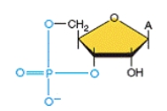 <strong>The identity of the following molecule is</strong> A)galactose. B)lactose. C)glucose. D)cAMP. E)heparin.   <div style=padding-top: 35px> 