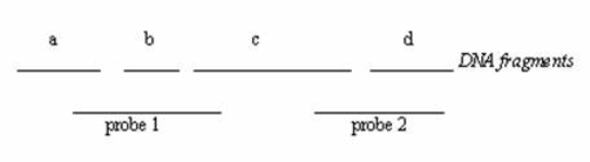 <strong>A DNA fragment was treated with EcoRI restriction enzyme.The restriction pattern is shown below.How many fragments should be visible on a Southern blot if radioactively labeled probe 1 was used?</strong> A)0 B)1 C)2 D)3 E)4   <div style=padding-top: 35px> 