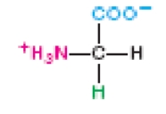 <strong>Identify the amino acid in the following figure.</strong> A)alanine B)valine C)glycine D)leucine E)serine