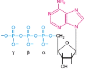 In a DNA synthesis reaction the use of the following dATP molecule labeled with phosphorous-32 at the gamma position would result in a radioactively labeled DNA strand.