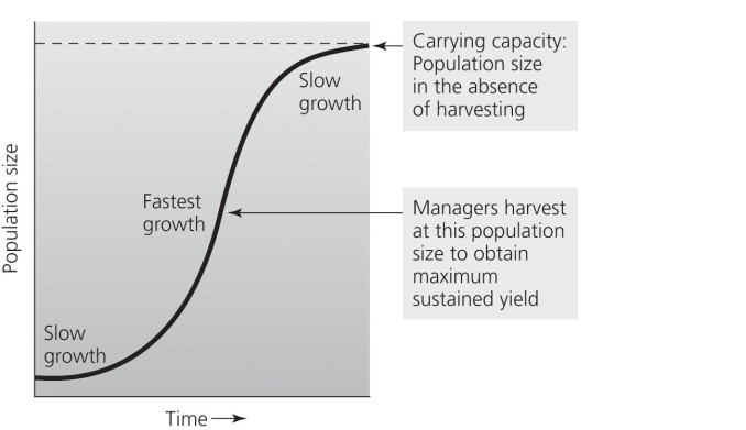 <strong>Use the accompanying figure to answer the following questions.   Forest resource managers generally aim to maintain a resource population at the level where it .</strong> A)best protects habitat B)best protects predators C)has stabilized at the carrying capacity D)delivers the maximum sustainable timber yield E)is just above the level it needs to be at to prevent dieback of the population <div style=padding-top: 35px> 