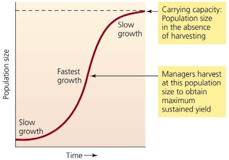<strong> Use the figure above to answer the following question Many forest resource managers aim to maintain resource populations at the position named in the question above because it ___________________</strong> A) represents the point just before dieback of the population B) represents the carrying capacity C) delivers the maximum sustainable timber yield D) best protects predators E) best protects habitat