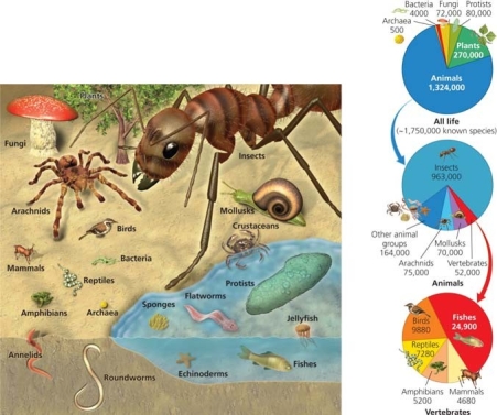 <strong> Use the figure above to answer the following question Direct consequences of biodiversity loss are ______________.</strong> A) health and social impacts B) increased human population growth C) overharvesting D) global climate change E) loss of sources of medicines