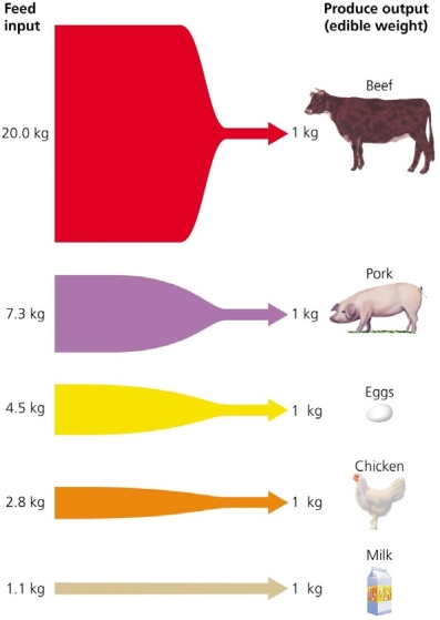 <strong> Use the figure above to answer the following question. The figure demonstrates that it requires roughly ______________ times more feed input to produce 1 kg of eggs, compared to 1 kg of milk.</strong> A) 30 B) 50 C) 15 D) 40 E) 4