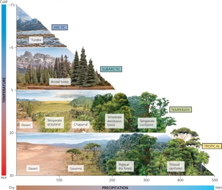<strong> Use the figure above to answer the following question If global climate change results in an area of temperate grassland receiving less rainfall and higher temperatures, it will _______________</strong> A) have no effect on the biome B) begin to support more desert species C) begin to support more invasive exotic species D) gradually be replaced by savanna E) rapidly be replaced by temperate deciduous forest