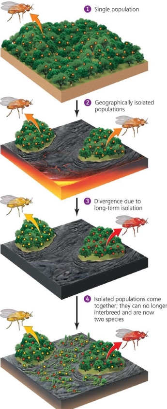 <strong> The barrier between the squirrel populations _____________</strong> A) will produce distinct species as soon as the barrier becomes impassible B) should not greatly interfere with both populations accessing both mountaintops C) is the first part of an extinction event for both populations D) is an effective barrier to mating and gene-flow between the two populations E) will cause completely different mutations to occur in the two populations