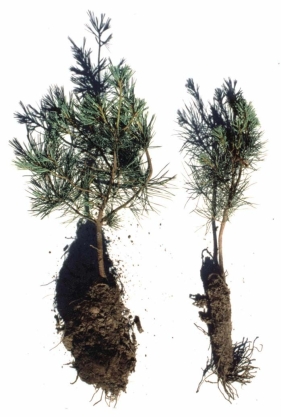 <strong> Examine the differences between the plant on the left and the plant on the right.Which of the following represents a scientifically acceptable hypothesis about these plants?</strong> A)The plant on the left is taller and is has a much bushier root mass than the plant on the right. B)The plant on the left is 39.01mm taller and has 89.2% more needles than the plant on the right. C)Both plants were placed in the same greenhouse and received the same amount of sunlight and water. D)The plant on the left is taller and has more roots and needles because it has a root-fungus symbiosis missing on the plant on the right.